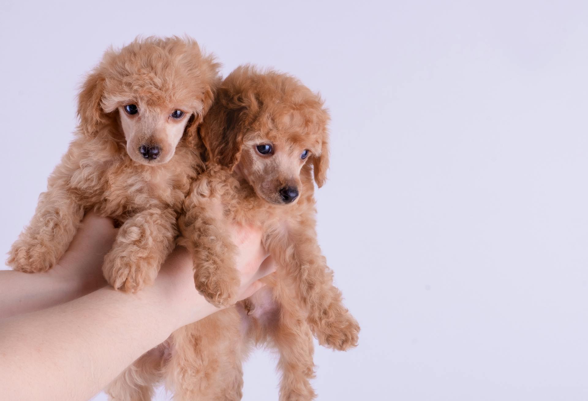 Une personne tenant deux chiots