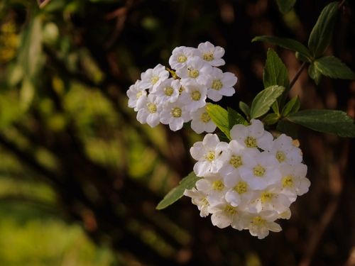 Free Macro shot of beautiful white spirea flowers blooming in a spring garden. Stock Photo