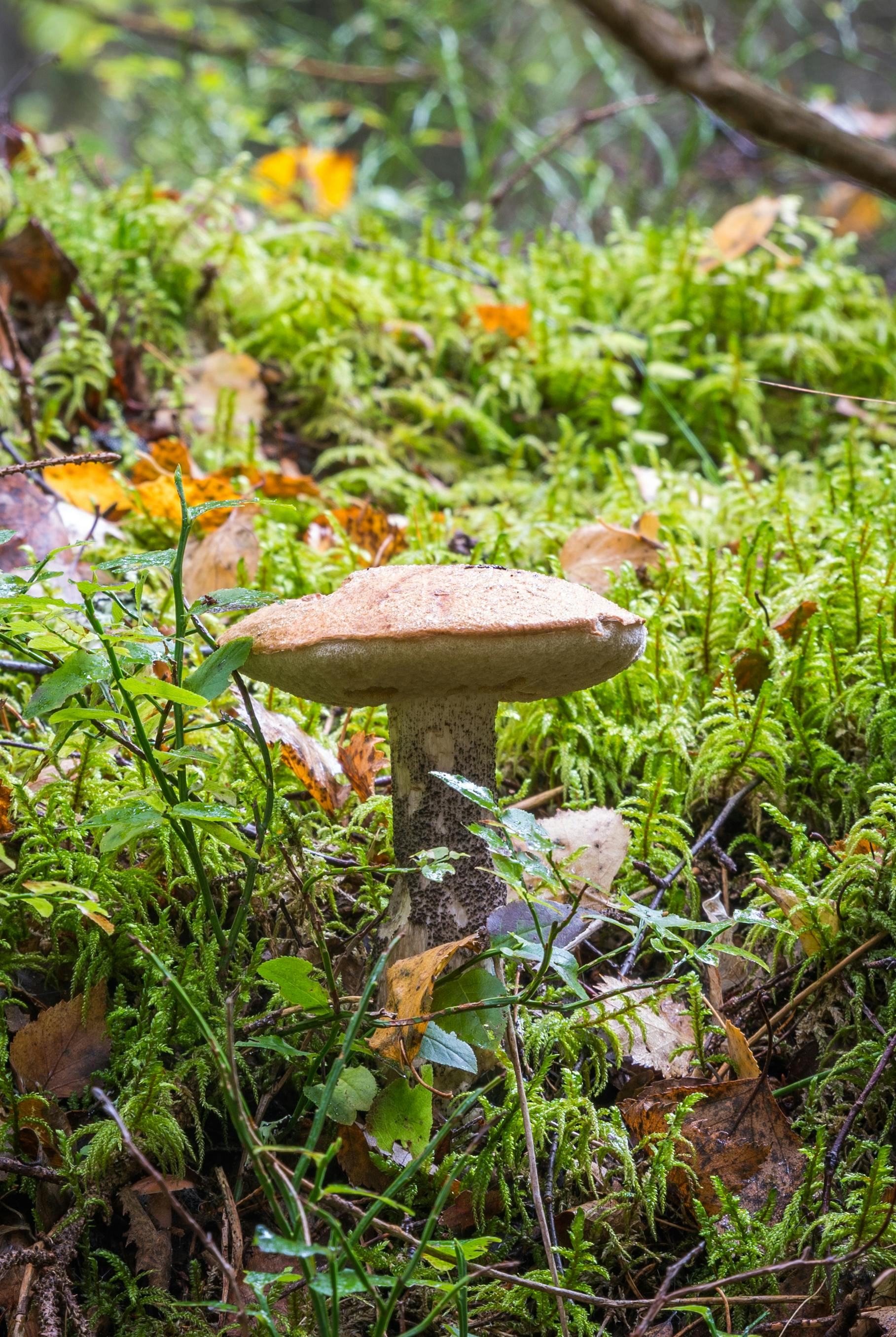 Kostenloses Foto zum Thema: pilz, wald