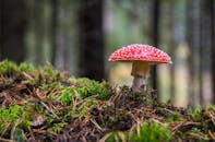 特写镜头中，一只飞伞菌蘑菇在长满苔藓的森林地面上，展示着它鲜艳的颜色