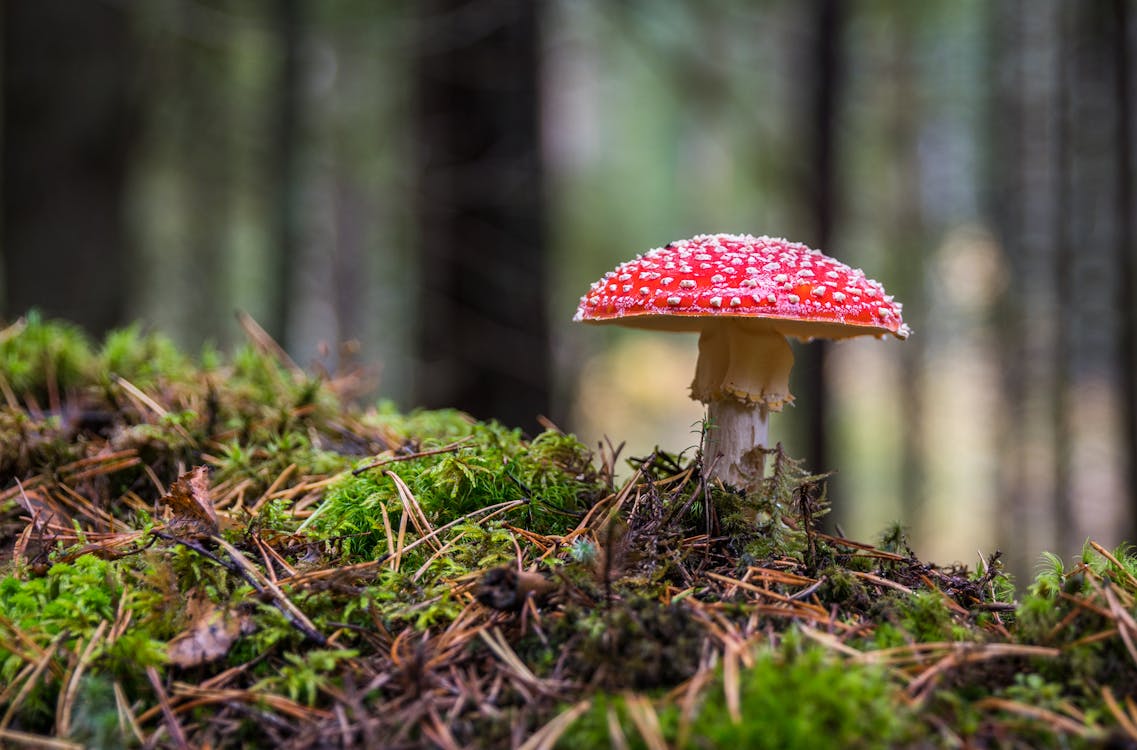 Closeup Photo of Red and White Mushroom