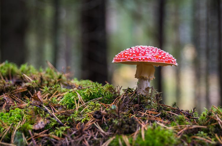 Closeup Photo Of Red And White Mushroom