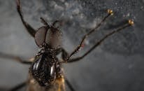 一只苍蝇的宏观特写镜头，清晰地展现了它细致的复眼和精致的翅膀