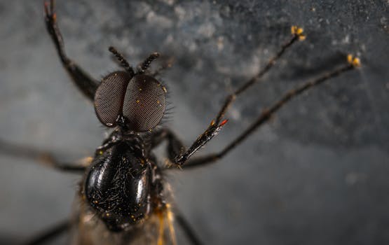 一只苍蝇的宏观特写镜头，清晰地展现了它细致的复眼和精致的翅膀