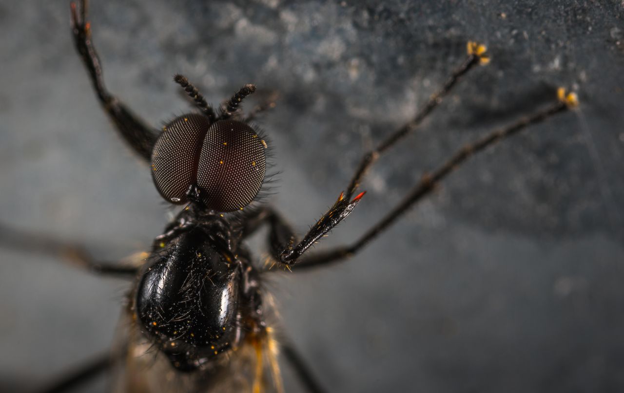 intricate macro shot of a fly showing detailed compound eyes and delic