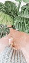 Monstera Deliciosa Plant with Lush Green Leaves Near Human Feet