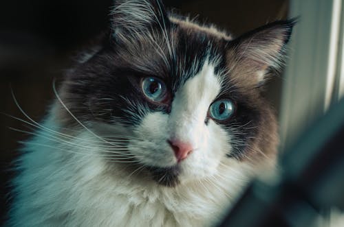 Free stock photo of animals, blue eyes, cat