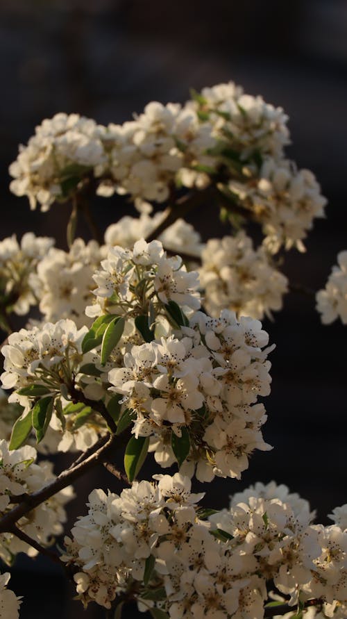 White Flowers in Tilt Shift Lens