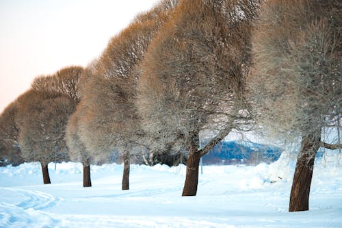Fotografie Von Bäumen Im Winter