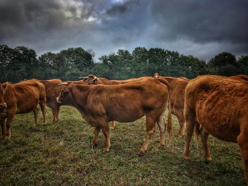 Free Herd of Cows on Grass under a Gloomy Sky Stock Photo