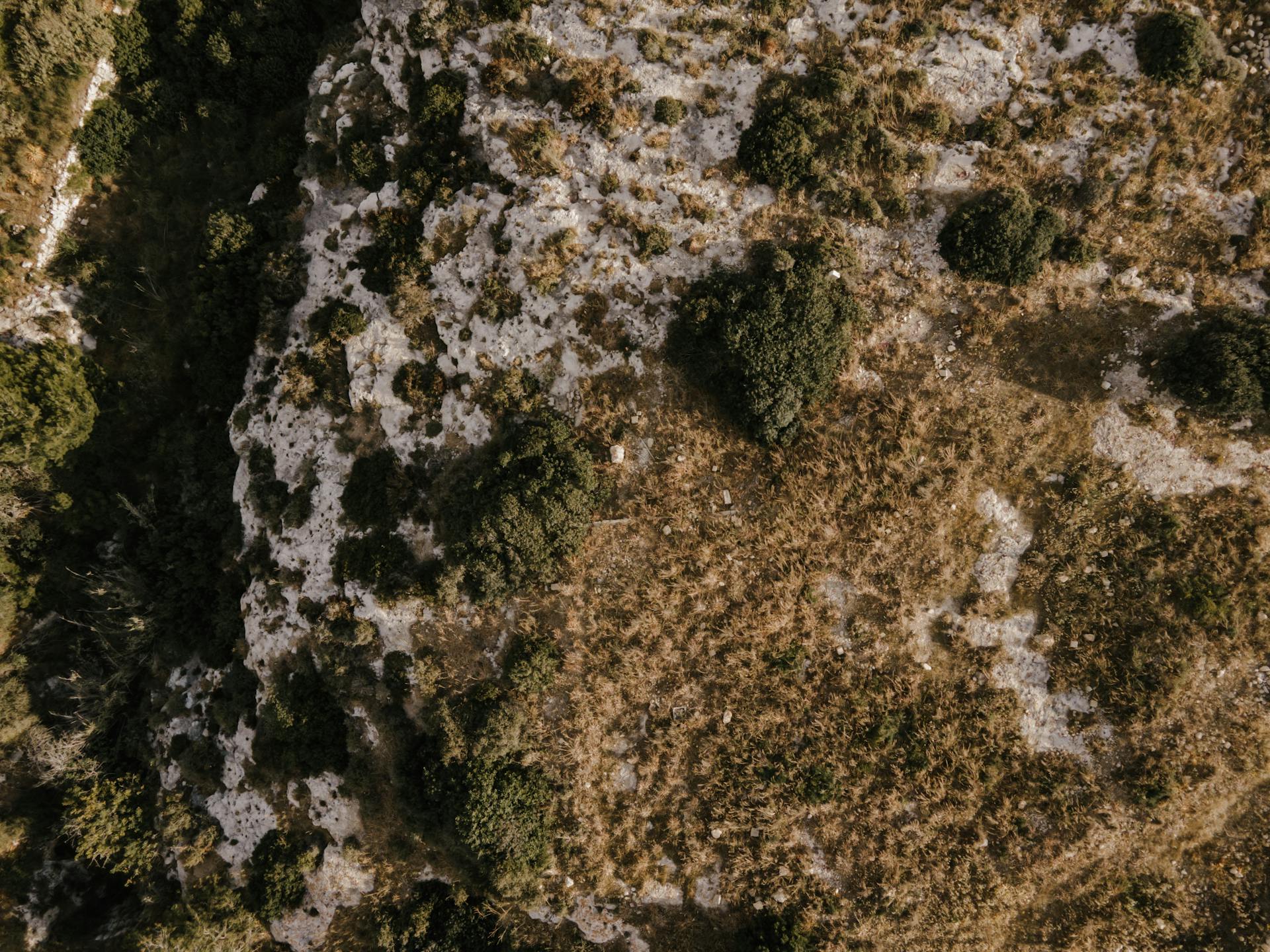 Drone Shot of Trees on Grass