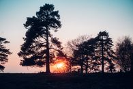 Silhouette of Trees during Sunset