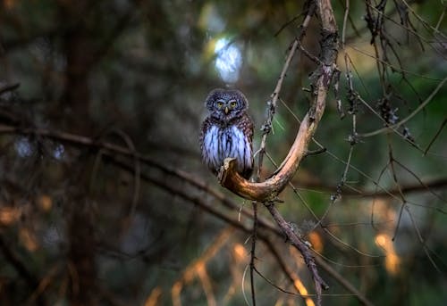 Brown Owl on Brown Tree Branch at Nighttime