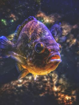 Detailed close-up of a fish swimming in an aquarium, showcasing vibrant colors.