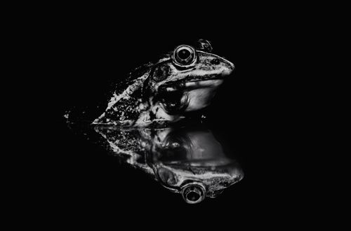 Free Black and white photo of a frog with reflection on water, showcasing its eye detail. Stock Photo