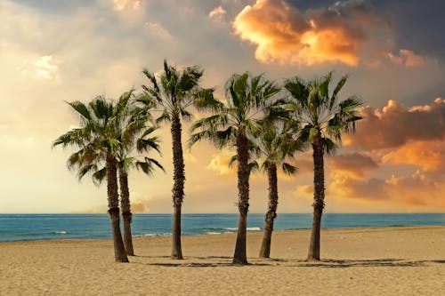Palm Trees on Beach During Day Time