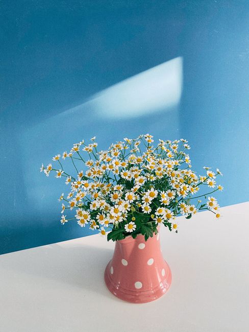 Bouquet of fresh blooming field chamomile flowers in pink ceramic vase placed on table in sunlight