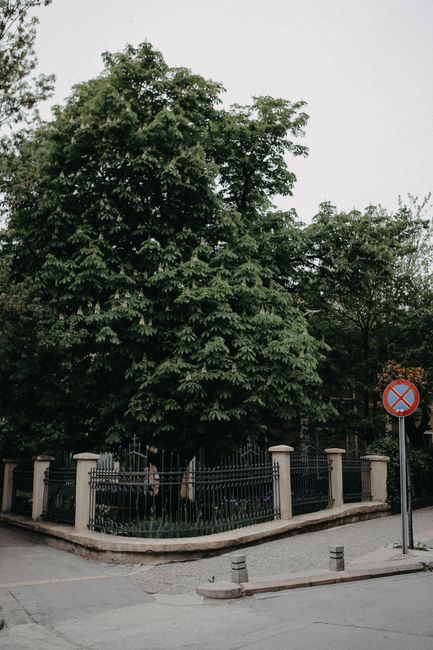 Empty asphalt road going through suburban street with sign and lush green trees behind fence