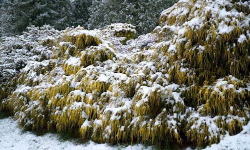 Foto Von Pflanzen Mit Schnee Bedeckt