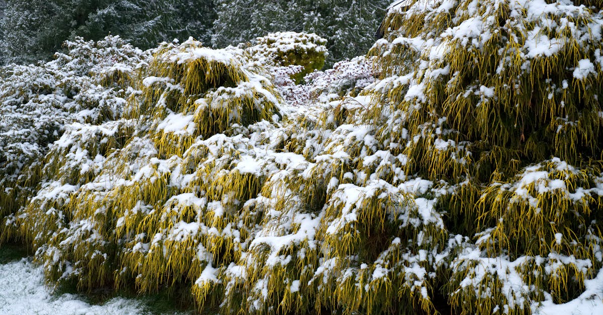 Photo of Plants Covered with Snow