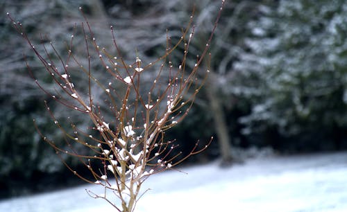 Karla Kaplı Ağacın Sığ Odak Fotoğrafı