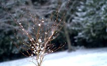 斯坦伍德冬季，一棵光秃秃的树覆盖着积雪的特写镜头