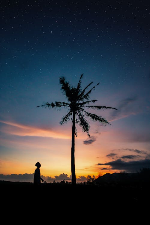 Silhouette of anonymous person standing near palm under cloudy and starry sky at sundown in countryside