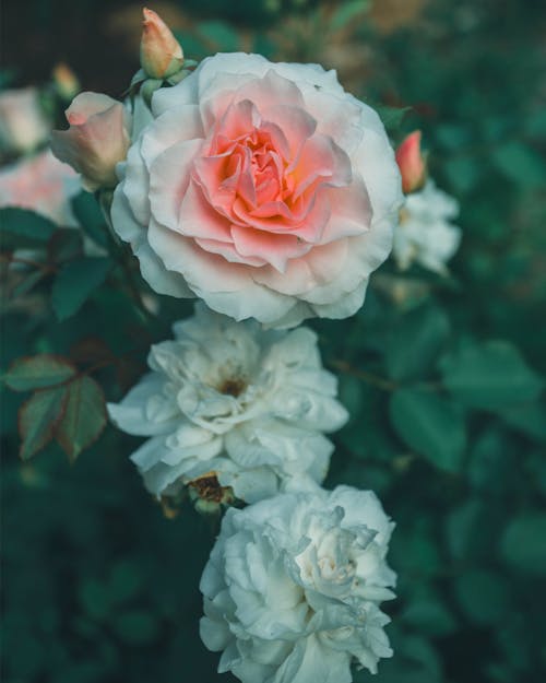 A White and Pink Rose in Close-Up Photography
