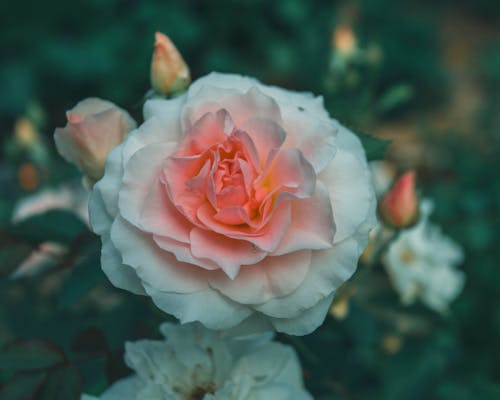 シーズン, ハイアングルショット, バラの無料の写真素材