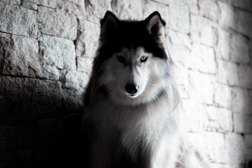 Black and White Siberian Husky Looking at the Camera