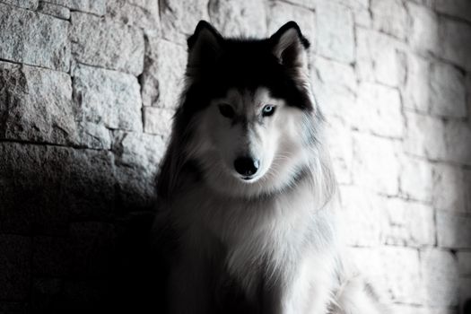 A striking Siberian Husky in a soft focus setting against a stone wall.