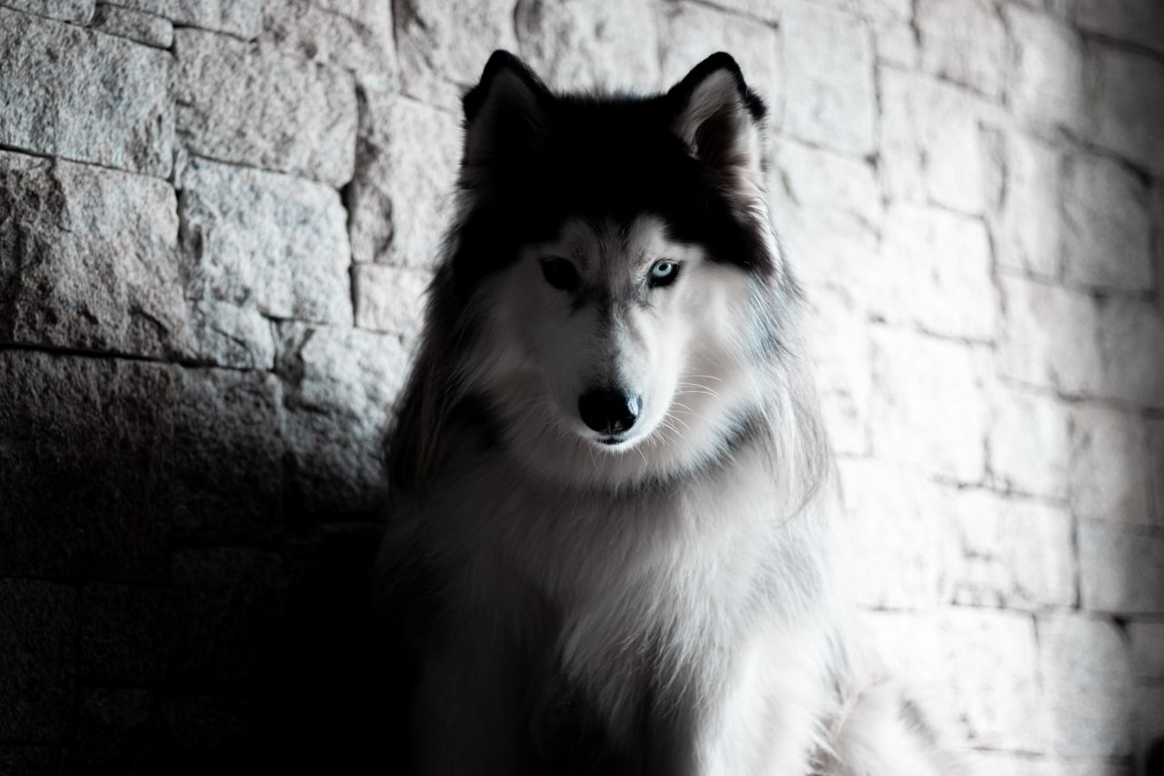 a striking siberian husky in a soft focus setting against a stone wall