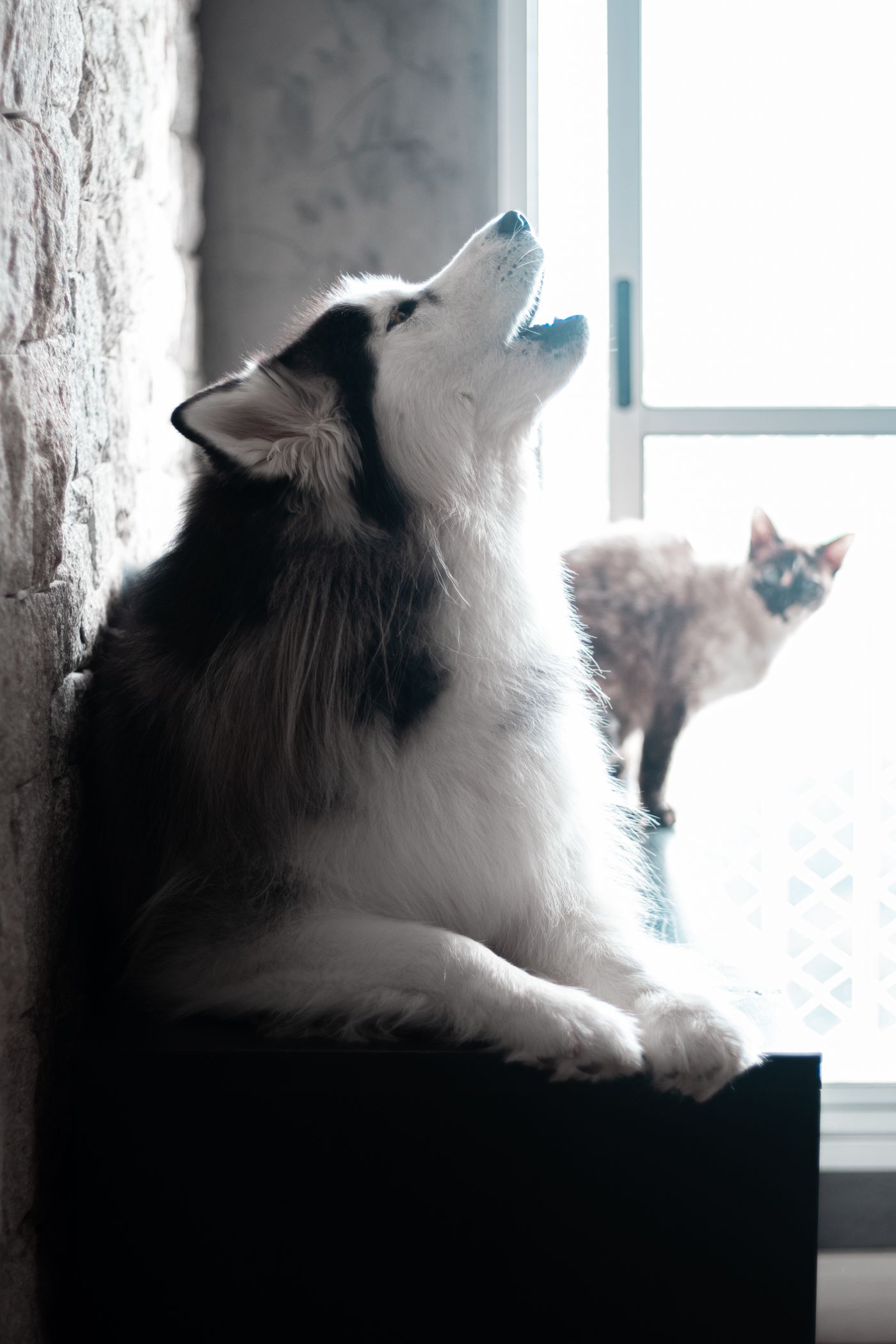 Perro y gato juntos frente a la ventana de la tienda Patitas