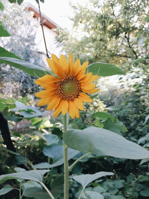 Ilmainen kuvapankkikuva tunnisteilla auringonkukka, hauras, kasvit