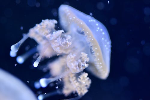 Free Close-Up Shot of a Jellyfish Stock Photo