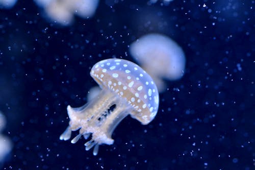 Close-Up Shot of a Jellyfish
