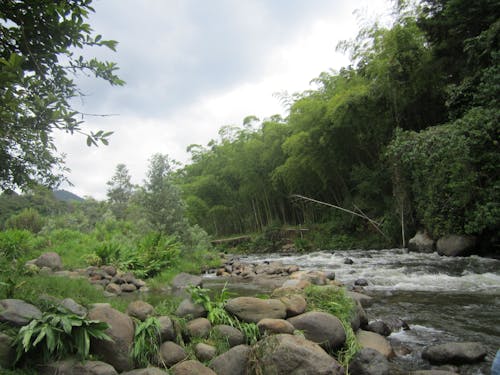 Gratis lagerfoto af bosque, colombia, flod