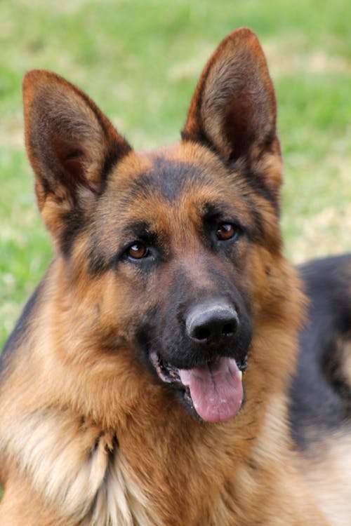 Free stock photo of dog head, german shepherd, germany