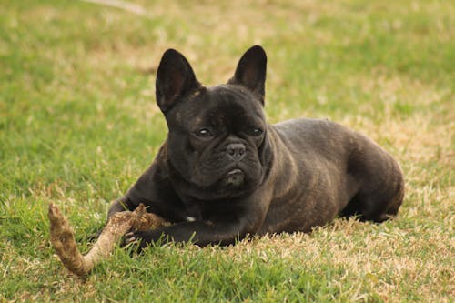 Foto stok gratis anjing, bulldog Perancis, fotografi anjing