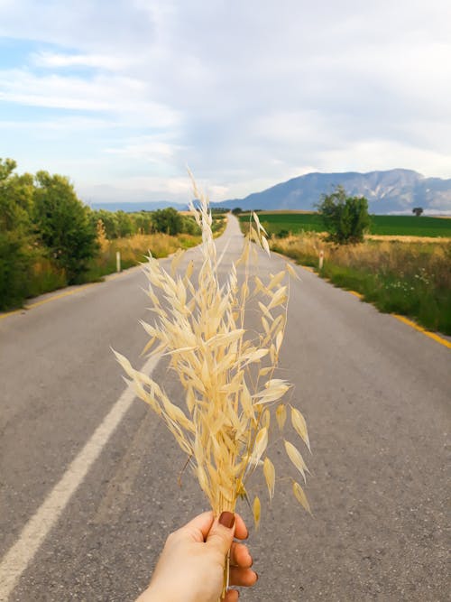 A Person Holding Wheat Grass While Standing on the Road