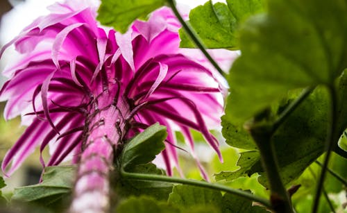 Photos gratuites de amour, beauté, cactus