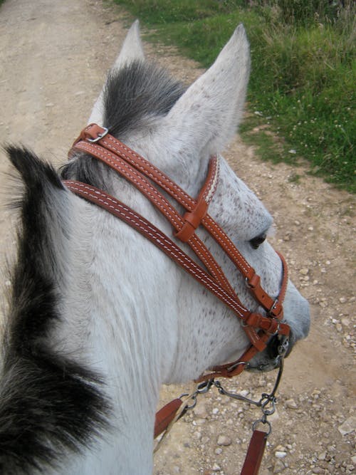Ilmainen kuvapankkikuva tunnisteilla Ratsastus, valkoinen hevonen