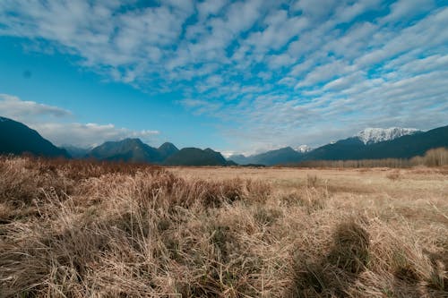 Brown Grass Field in the Valley