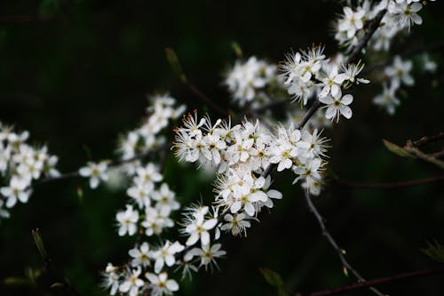 Free Photo of  White Flowers Stock Photo