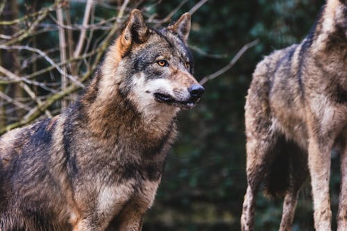 Free Brown Wolf Standing in the Woods Stock Photo