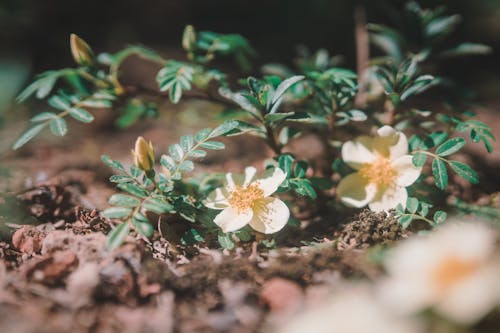 White Flowers With Green Leaves on the Ground in Macro Shot Photography