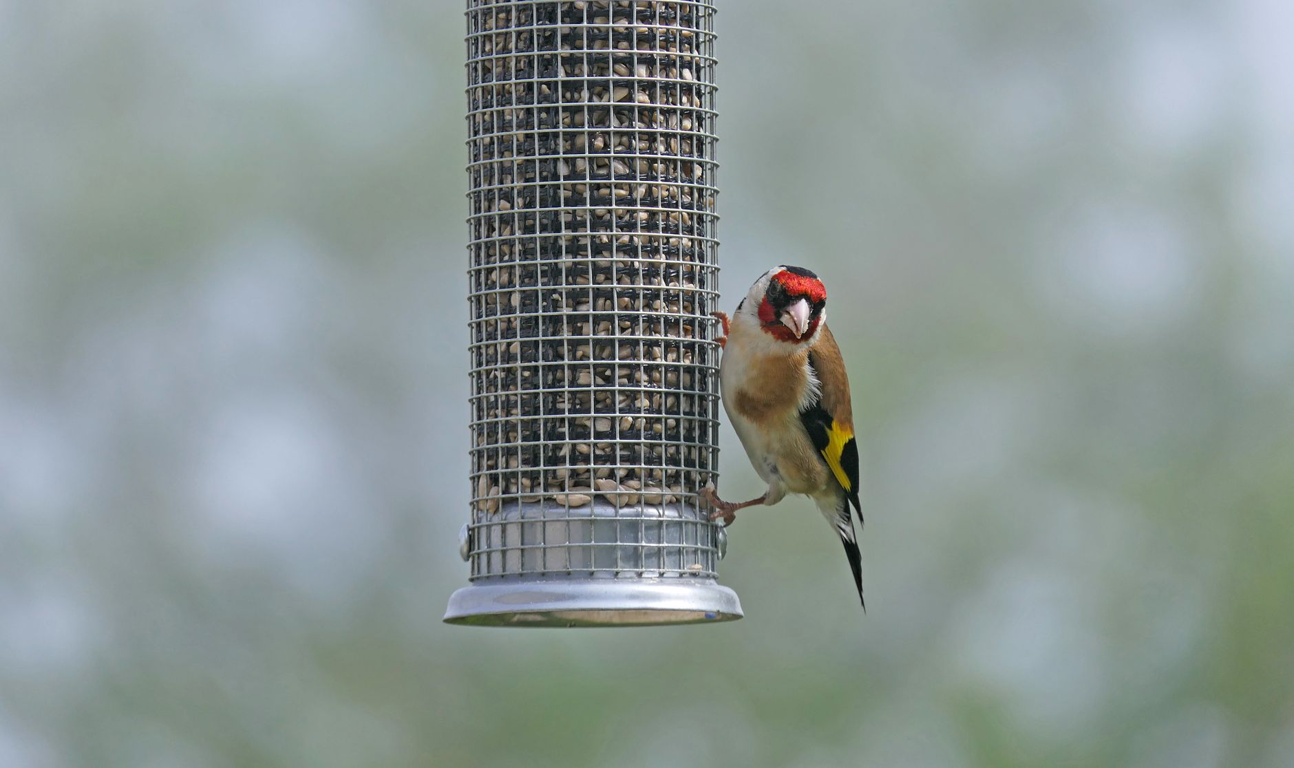 Setting Up a Bird Play Area: A Practical Guide for Owners