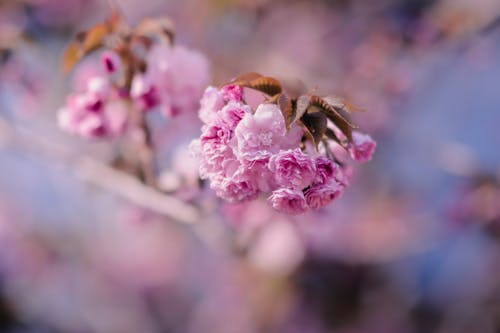Free stock photo of flowers, pink, spring