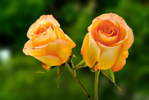 Colombian roses orange flowers delivery