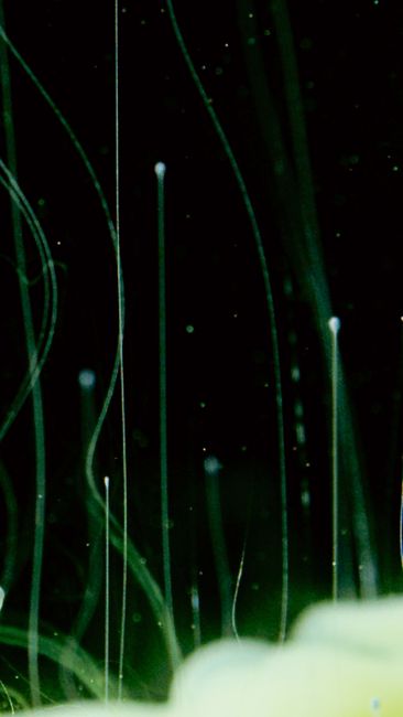Vibrant abstract composition of green fluid threads on a dark background, showcasing dynamic motion and texture.